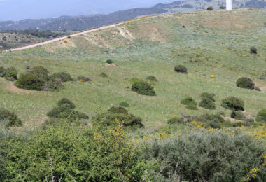 Finca for sale in San Martin del Tesorillo