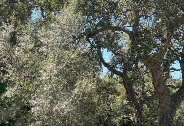 Charming West-Facing Villa in Zona C, Sotogrande Alto