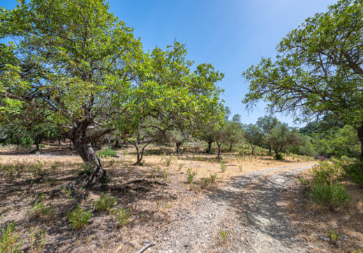 Southwest facing plot in La Zagaleta with a spectacular villa project